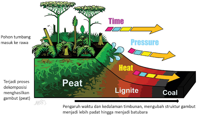 pembentukan batu bara