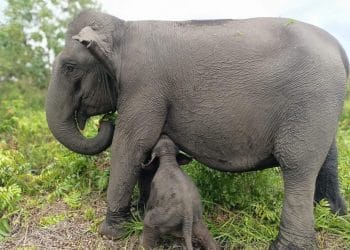 telah lahir bayi gajah sumatra