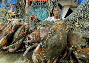 Ekspor Kepiting Bakau Capai Miliaran Rupiah di 2022