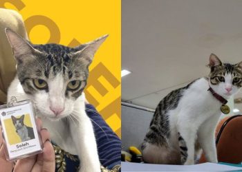 Soleh Kucing Kantor Pajak