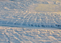 Ilustrasi permafrost di Siberia. (Foto: newscientist.com).