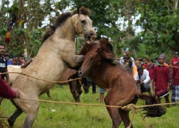 Tradisi Adu Kuda di Sulawesi Tenggara