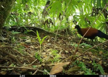 Burung Merpati Pegar Hitam