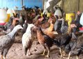 Perubahan iklim peternakan ayam