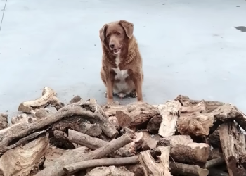 Bobi, anjing tertua di dunia asal Portugal. (Gambar: youtube.com/guinness world records).