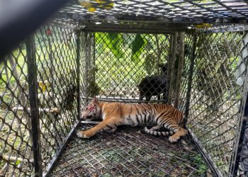 Harimau Sumatra di Aceh Selatan