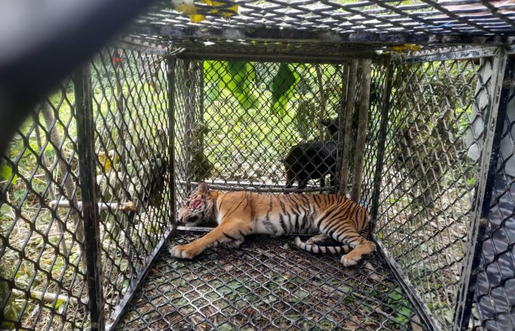 Harimau Sumatra di Aceh Selatan