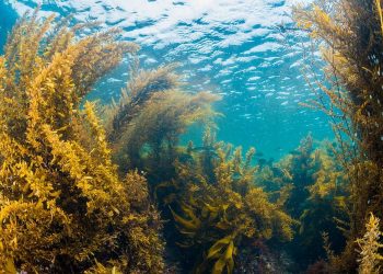 Hutan Bawah Laut