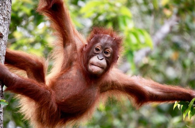 Konservasi Orangutan Tanjung Puting